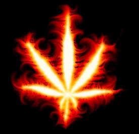 marihuana3.jpg, 8 kB